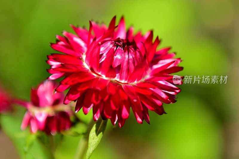 Strawflower /蜡菊